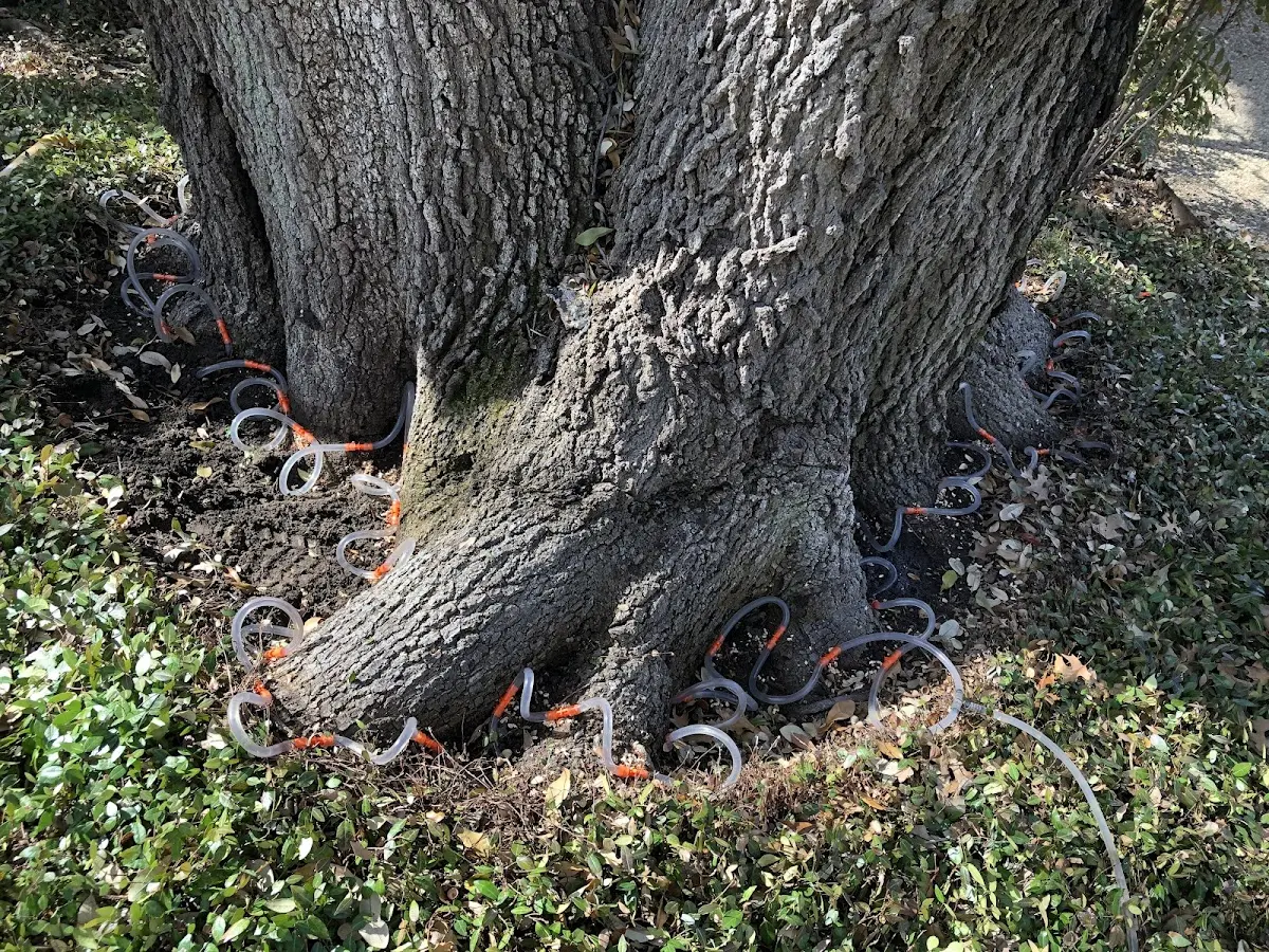 Detailed Tree Cabling and Bracing job site in Turners Station