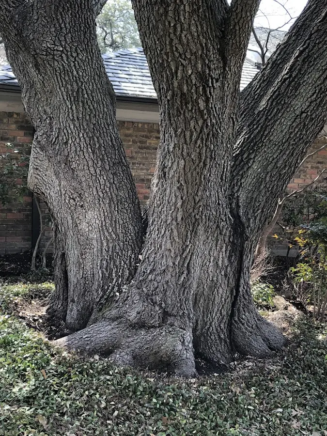 Mature heritage tree close to a Turners Station property cared for by certified arborists